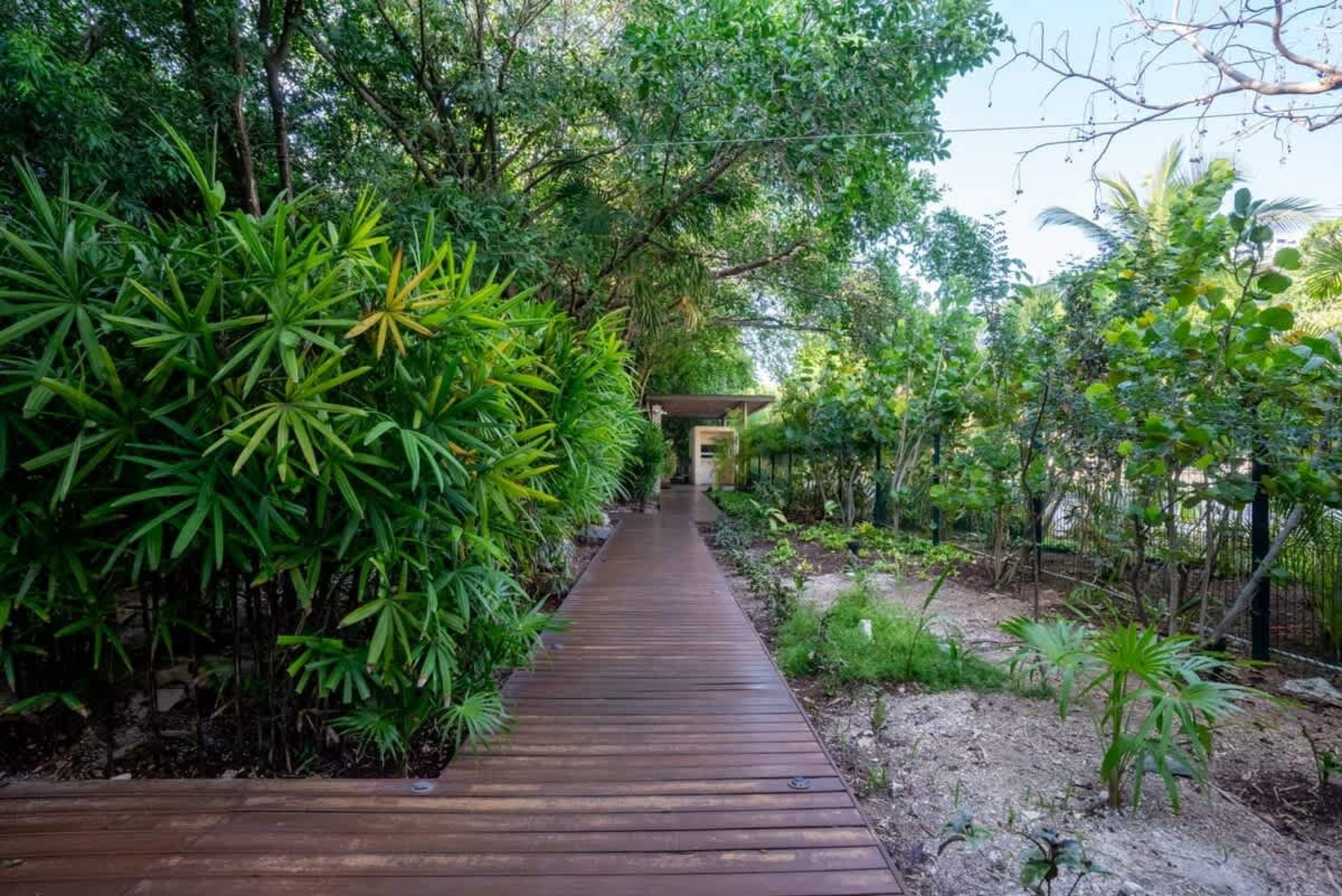 A wooden boardwalk leads through a lush, green tropical garden with large palm-like plants.