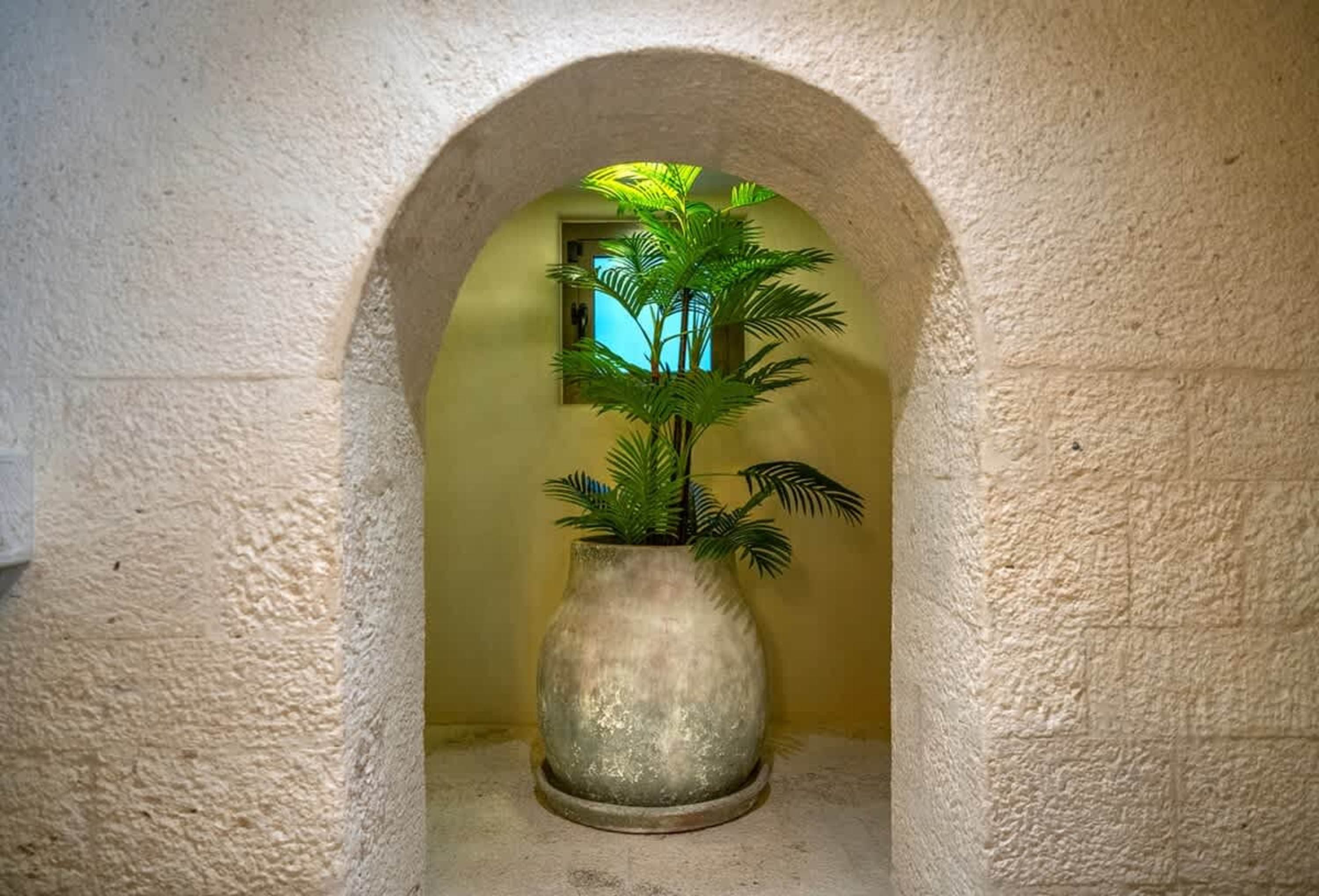 A large potted plant with green fronds sits under a stone archway.